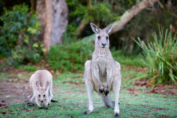 two kangaroos in the park