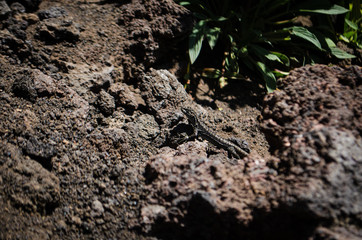 Lagartija Conguillio