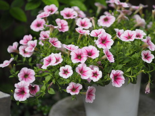 Petunia Easy wave viloet pink color  flower beautiful on blurred of nature background