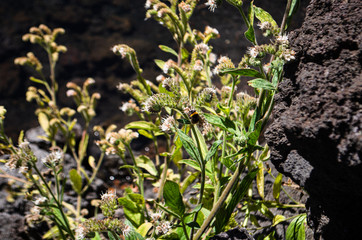 Abeja en Conguillio