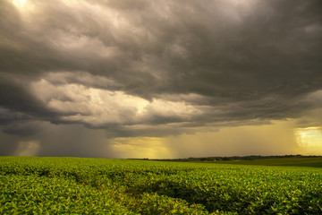 Tropical storm in a soybean field in southern Brazil