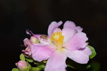 Obraz premium Spider on pereskia flower