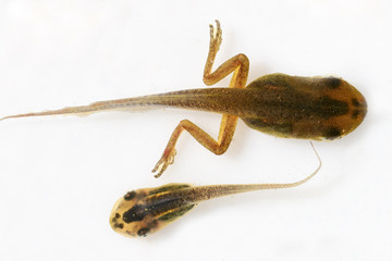 Peron's Tree Frog tadpole growing back legs