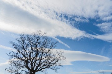 大きな空に雲と高い木の青い写真