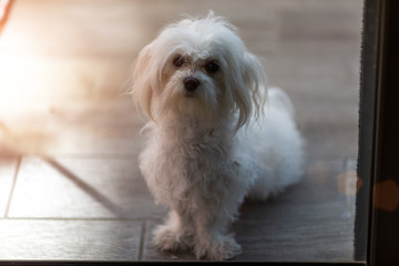 Beautiful maltese on balcony. Small dog to look through the balcony to the street
