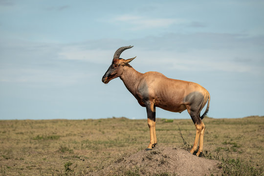 Topi standing on a termite hill.  Image taken in the Maasai Mara, Kenya.