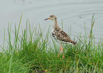 Ruff seen on the banks of lake Nakuru in Kenya, Africa