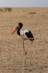 Saddle Billed Stork seen standing in a dry grassland at Masai Mara in Kenya,Africa