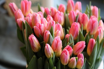 Tulips