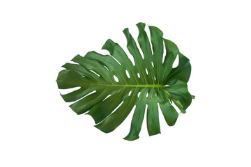 The leaves of Monstera and Fern. The leaves separate the Swiss cheese plant separately on a white background.