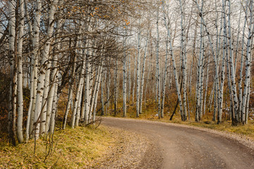 Fototapeta premium Winding dirt road through an aspen grove