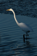 Great egret in beautiful light, seen in the wild in a North California marsh 