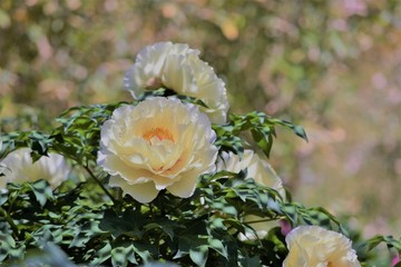 木漏れ日の光が当たる黄色のボタンの花です