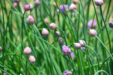 チャイブの紫色の花です