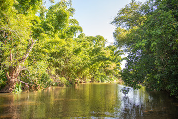 View of the riparian forest around a small freshwater stream in southern Brazil