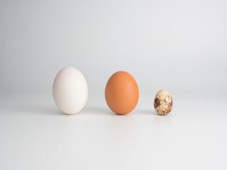 3 types of eggs: duck egg chicken egg quail egg.