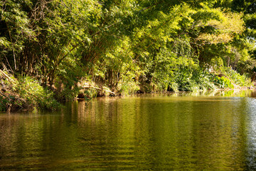 View of the riparian forest around a small freshwater stream in southern Brazil