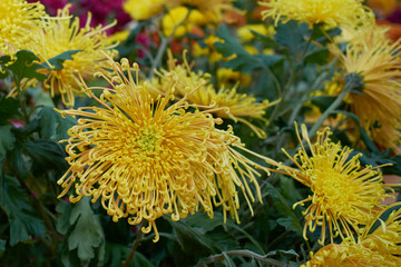 Chrysanthemum grandiflorum. Yellow chrysanthemum in autumn botanical garden. Decorative composition of yellow chrysanthemum flowers, autumn bouquet.