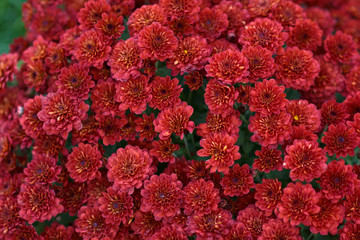 Decorative composition of red chrysanthemum, autumn bouquet. Scarlet chrysanthemum in leaf fall botanical garden.