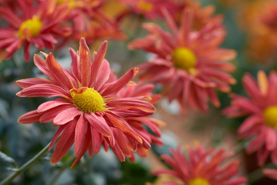 Chrysanthemum grandiflorum. Decorative composition of red chrysanthemum flowers, autumn bouquet. Orange chrysanthemum in autumn botanical garden.