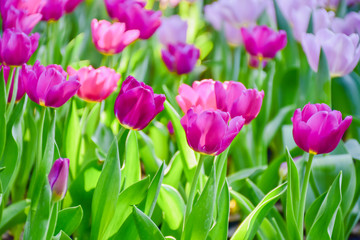 Tulip flowers for decoration, beauty, postcard and agricultural concept design.