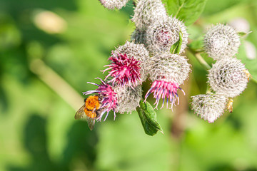 Close-up beautiful fresh burdock flower on a background of green grass grows, top view. Flowering...