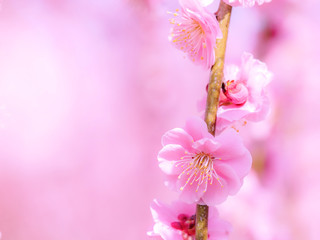 Fototapeta na wymiar 鈴鹿市の梅園で撮影した梅の花