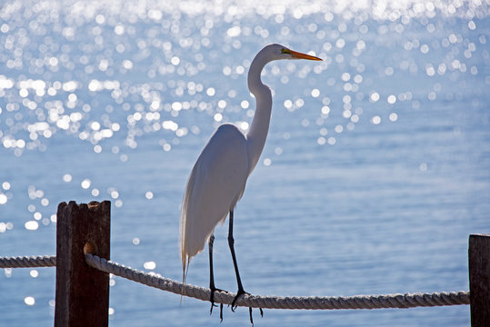  Egret perched on a rope