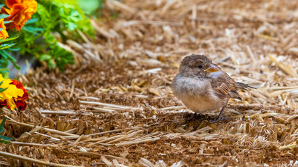 A single small sparrow is standing on a bail of hay next to some colourful flowers