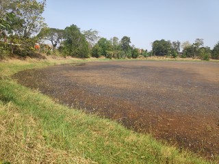 A pond full of weeds