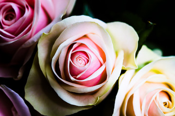 Fototapeta na wymiar Delicate artistic closeup bouquet of tender romantic blooming Rose flower.