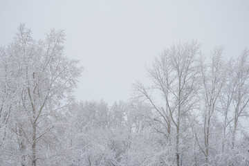 snow-covered trees on the gray sky