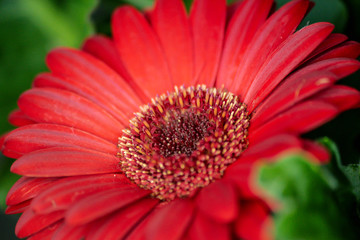 Red Daisy