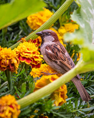 A single small sparrow is standing on a yellow flower with a side view