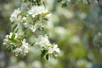 Blooming apple branch on a green background. Spring garden.