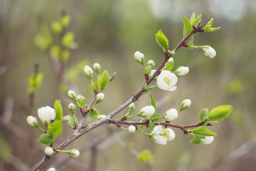 Blooming cherry tree branch on a green background. Spring garden.