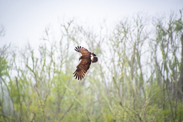 Osprey Fishing Eagle flying above trees in Orlando Wetlands in Florida.