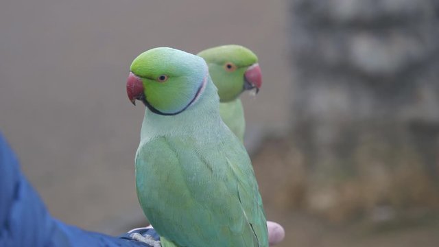 A close-up view of two parakeets feeding on a person's hand.
