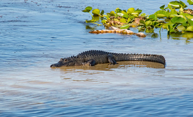 American Alligator at Orlando Wetlands in Floirda.