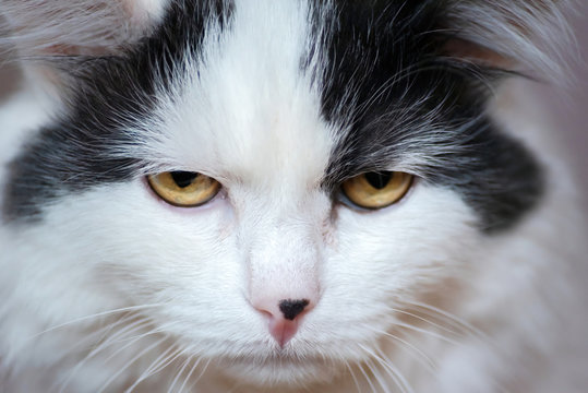 funny photo of a cat that looks at the camera with contempt, shame and arrogance