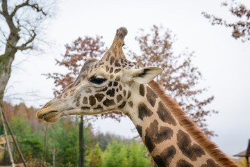 Giraffe closeup face, giraffe closeup head.
