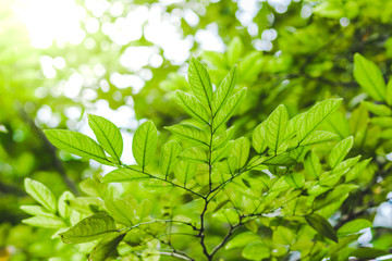Fototapeta na wymiar nature view of green leaf abstract background