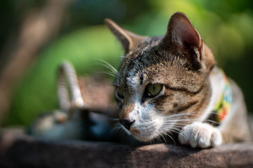 Portrait of striped cat resting on wooden tray, close up Thai cat