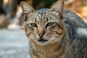 Naklejka na ściany i meble Close up the striped cat resting, portrait of Thai cat