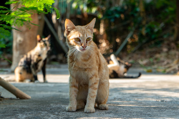 Portrait of ginger cat on the street, close up Thai cat