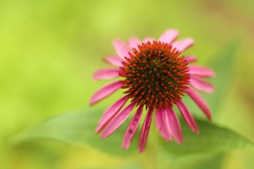 Echinacea flower.  Pink echinacea close-up on a blurred green  background.Healing herbs and flowers. Homeopathy and alternative treatment. 