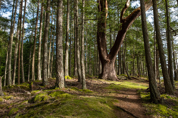 Fototapete bei efototapeten.de bestellen   