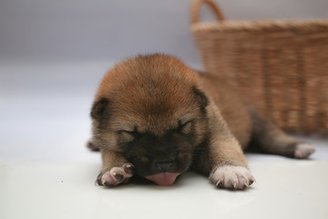 Close-up of a Newborn Shiba Inu puppy. Japanese Shiba Inu dog. Dog Sleeping. Beautiful shiba inu puppy color brown and mom. 5 day old. Puppy on hand. Dog on basket.