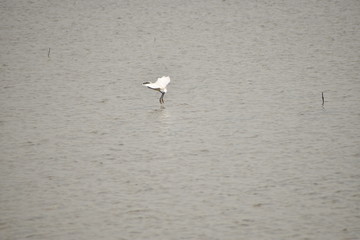 a white crane is landing on the water for searching food in the lake.