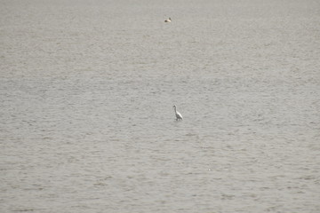 a white crane is standing on the water for searching food in the lake.